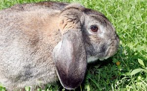 Кролик породы баран: описание, особенности и уход