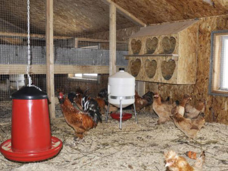 Обустройство курятника Как правильно строить курятник