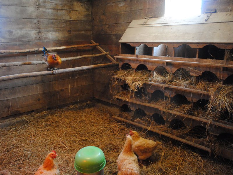 Курятники своими руками Сборка курятника