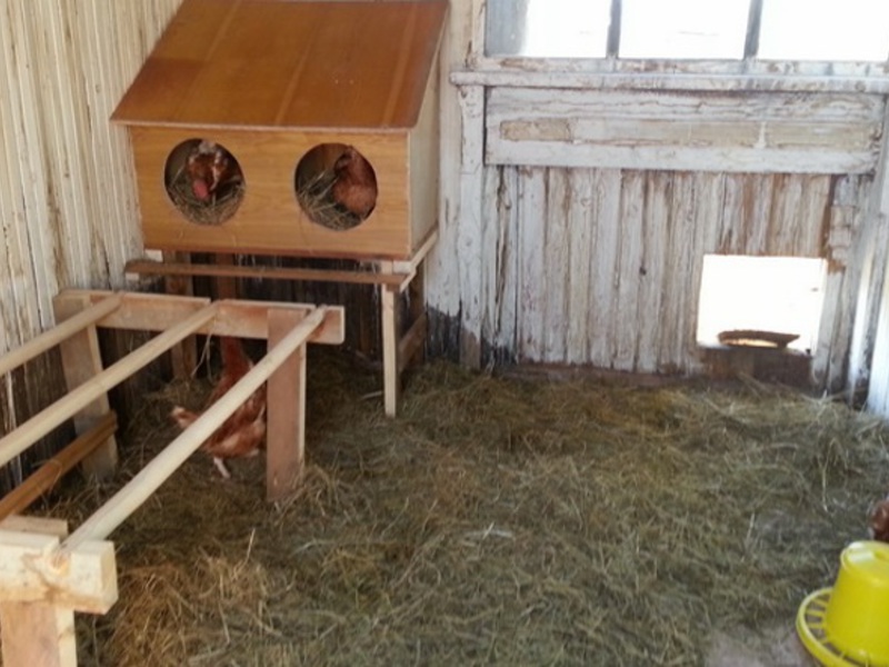 Как правильно строить курятник Особенности строительства курятника