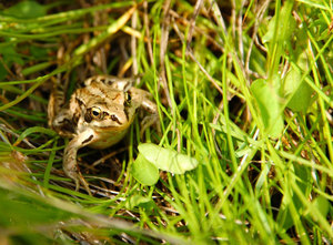 Травяная лягушка в естественных условиях