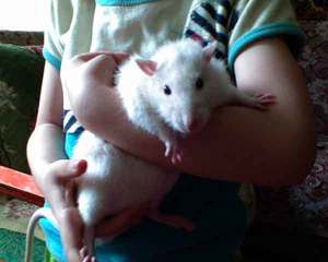 То можно давать крысам