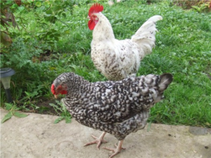 Пушкинская порода кур: описание, содержание и разведение