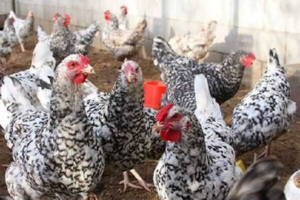 Пушкинская порода выведена в 2007 году для фермерского хозяйства