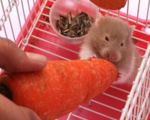 Чем кормить хомяка дома: рацион и любимые лакомства