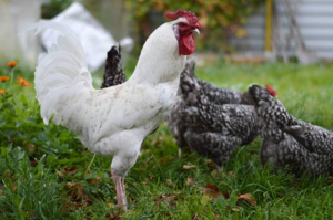 Птицы этой породы миролюбивы и легко становятся ручными