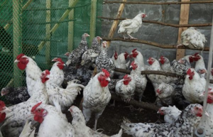 Предусмотрите в курятнике невысокие насесты и дополнительные лестницы