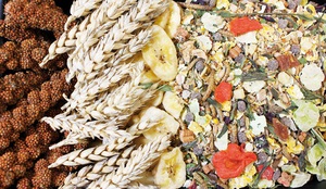 Необходимый рацион хомяков