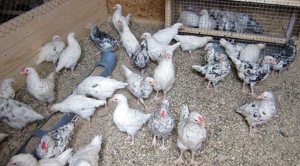 Внимательно выбирайте цыплят - у них должны быть видны характерные признаки породы