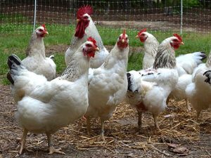 Питание кур несушек