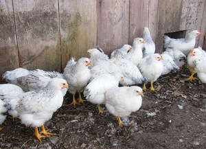 Выбор кур несушек