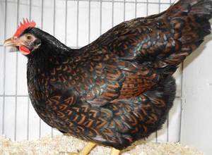 Топ яичных пород кур для домашнего содержания