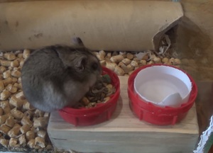 Питьевой режим и уход за хомяками в домашних условиях