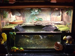 Содержание травяной лягушки