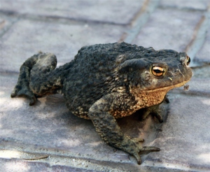 Передвижение жабы