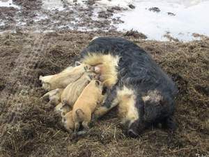 Особенности породы