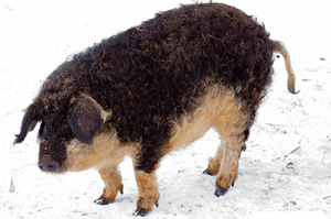 Мангалица: особенности и содержание венгерской породы свиней