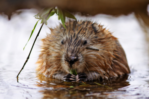 Ондатра (мускусная крыса): описание, образ жизни и особенности
