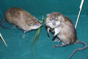 Зиму детеныши проводят с матерью, а весной начинают самостоятельную жизнь