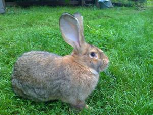 Уход и разведение кроликов породы Бельгийский фландр