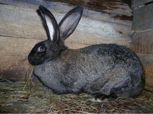 Порода Бельгийский фландр: правила ухода