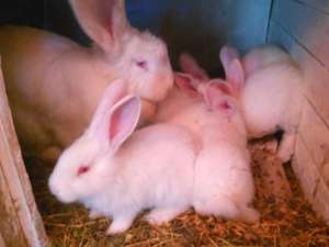 Кролик великан