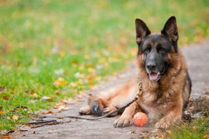 Восточноевропейская овчарка