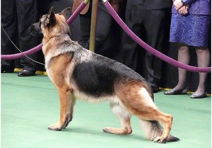 Американская линия немецких овчарок