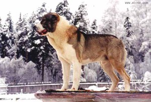 Туркменский алабай зимой