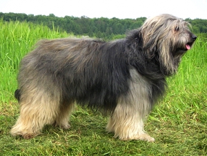 Пушистая каталонская овчарка