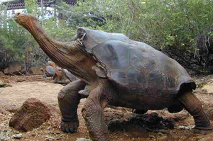 Слоновая черепаха Ротшильда