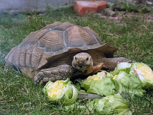 Молодая слоновая черепаха и капуста