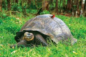 Слоновая черепаха гуляет по траве и птичка