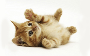 Как воспитать умного котёнка: пошаговое руководство для владельцев