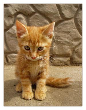 Котенок виноватый