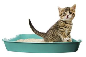 Приучение к лотку