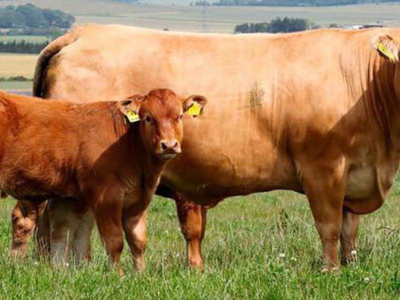 Мясные породы коров в России Мясные породы коров