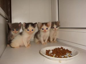 Как обучить котёнка питаться самостоятельно