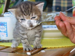 НекоторыеПравила, которые помогут научить котенка есть самостоятельно