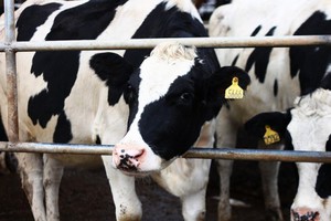  Определение возраста коровы