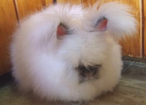 Ангорские кролики: уход, содержание и особенности породы