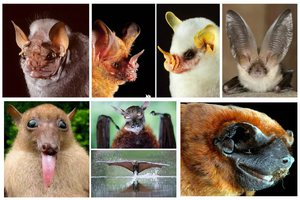 Основные виды летучих мышей