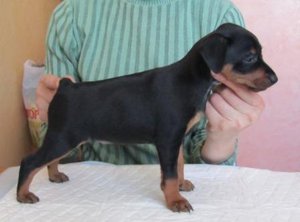 Как влияет купирование на щенка