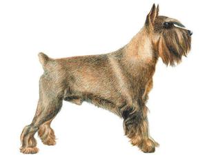 Когда делать купирование