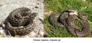 Как отличить ужа от гадюки: простые признаки на глаз