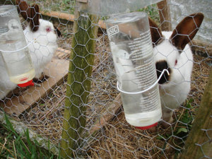 Как давать траву кроликам