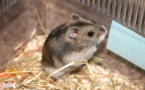 Как выглядит джунгарские хомяки