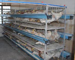 Как сделать самим клетки для бройлеров