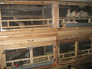 Создание клеток своими руками