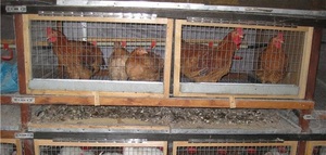 Как сделать клетку для бройлеров своими руками: пошаговая инструкция